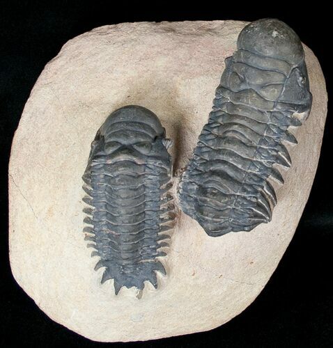 Very D & Crotalocephalina Trilobite Pair #17956